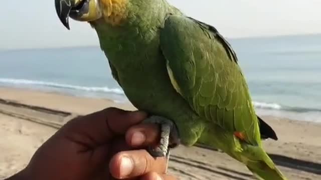 Cuckoo enjoying beach time