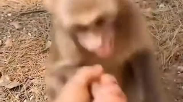 funny monkey