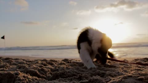 Puppy playing on the beach 🤣