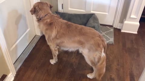 Golden Retriever meets his new puppy sister