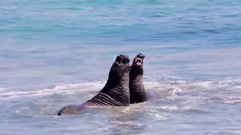 "The Secret Life of Animals | Incredible Moments from the Wild"*