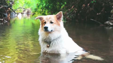 Cute Funny Cats And Videos | Cute Baby Video 🐕💔🐹
