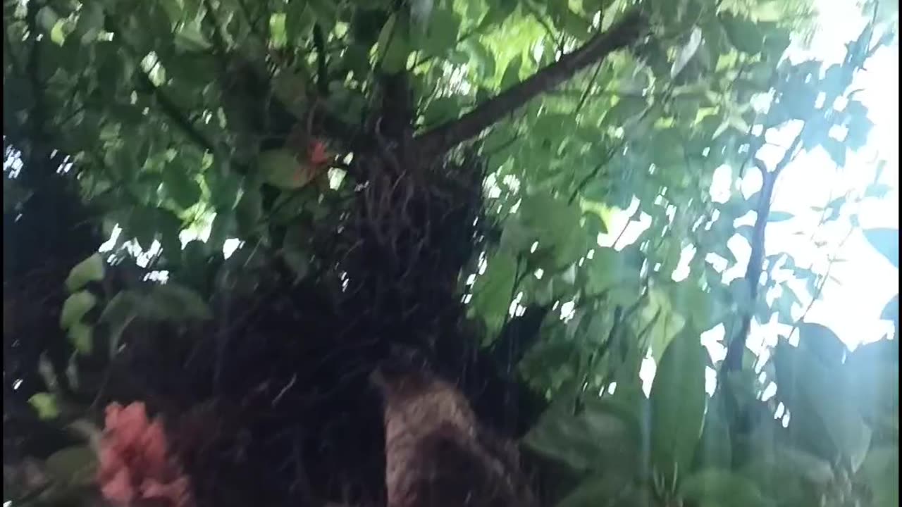 Tree capture