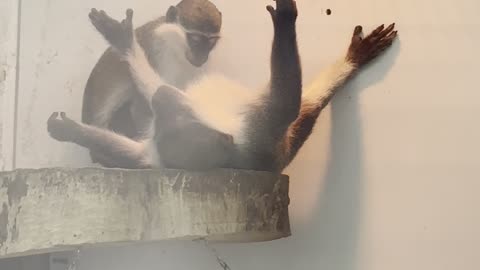 wild monkeys having sex