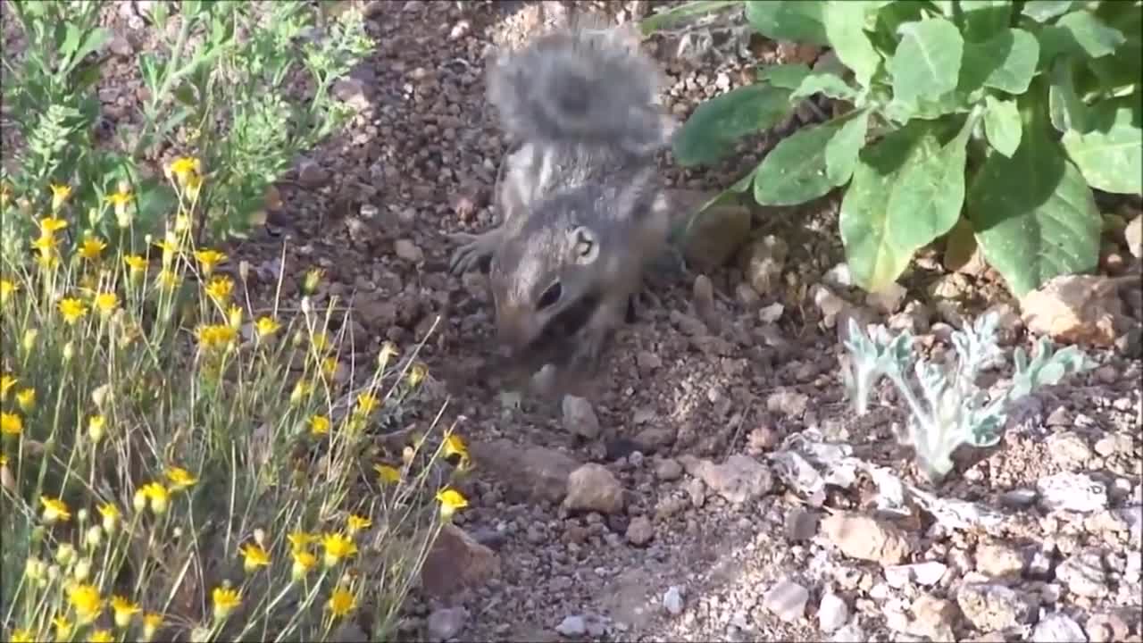 Baby Squirrels Eating Nuts - CUTEST Compilation