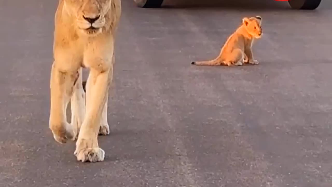 "Tiny Lion Cub Dashing Down the Road!"