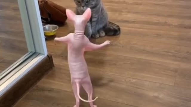 Can we make this video viral ?