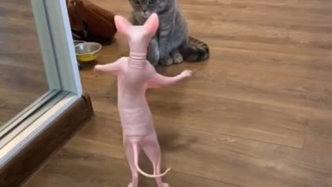 Can we make this video viral ?