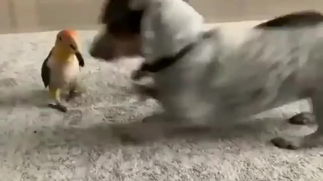 Parrot and dog playing video most watch