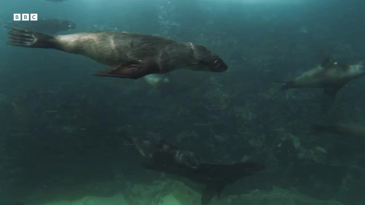 Sharks vs Seals | Planet Earth III | BBC Earth