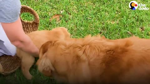 Golden Retriever Gets Surprised With A Tiny Puppy _ The Dodo