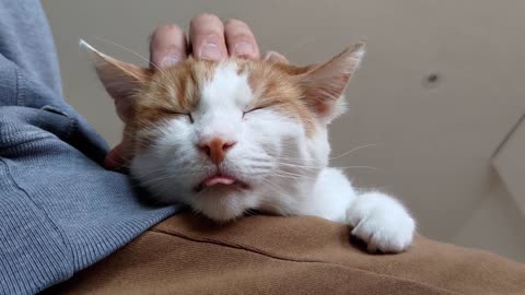 Blepping & Purring Cat Gets A Massage On Humans Lap