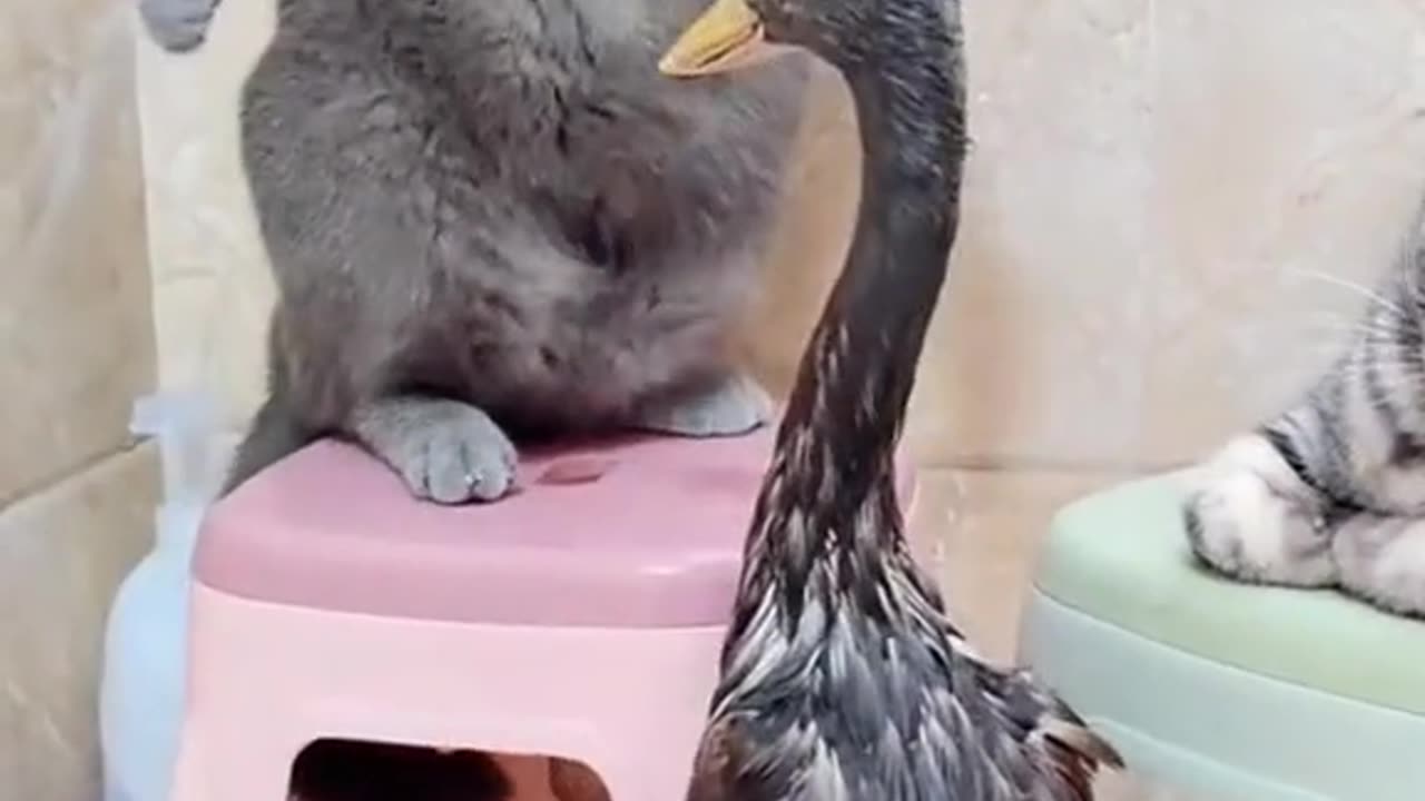 Cat gight with duck