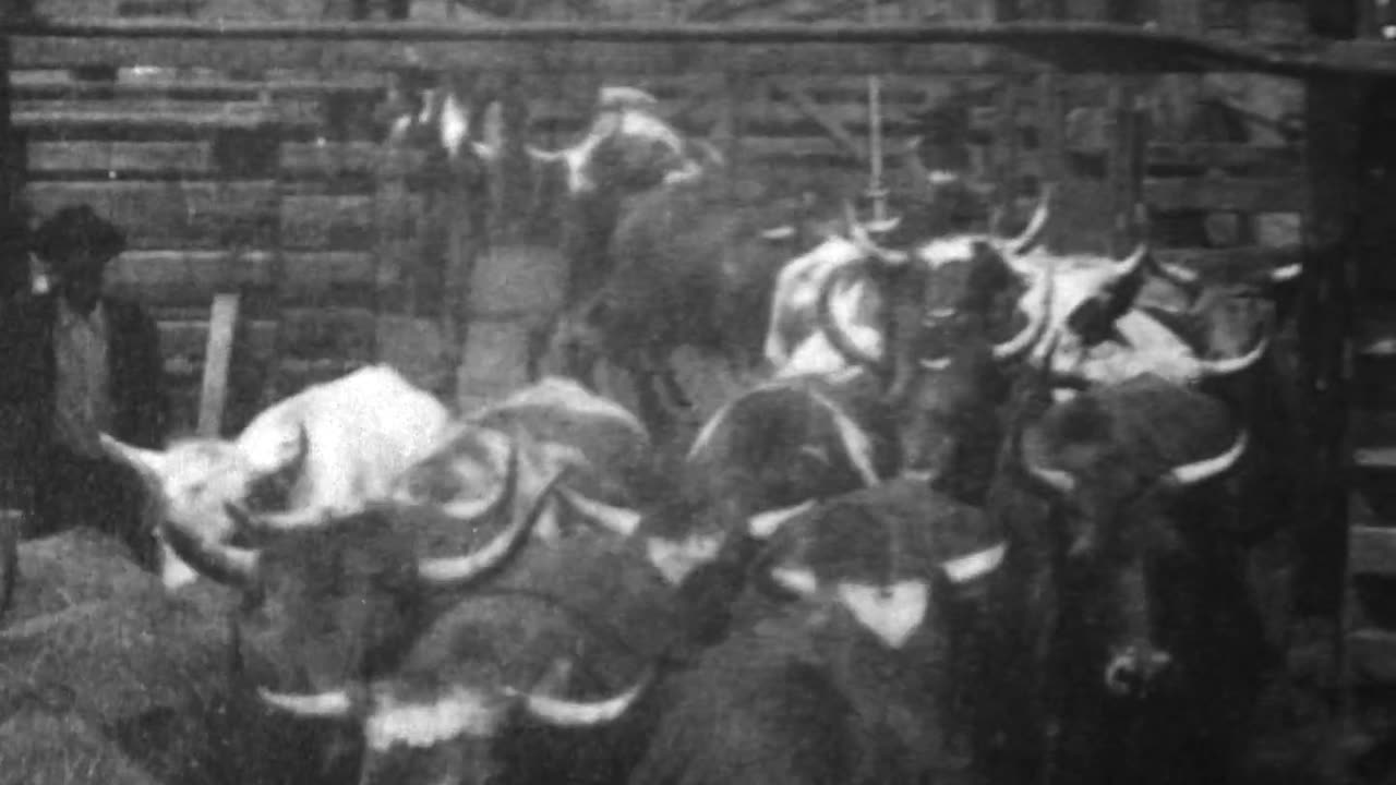 Cattle Driven To Slaughter (1897 Original Black & White Film)