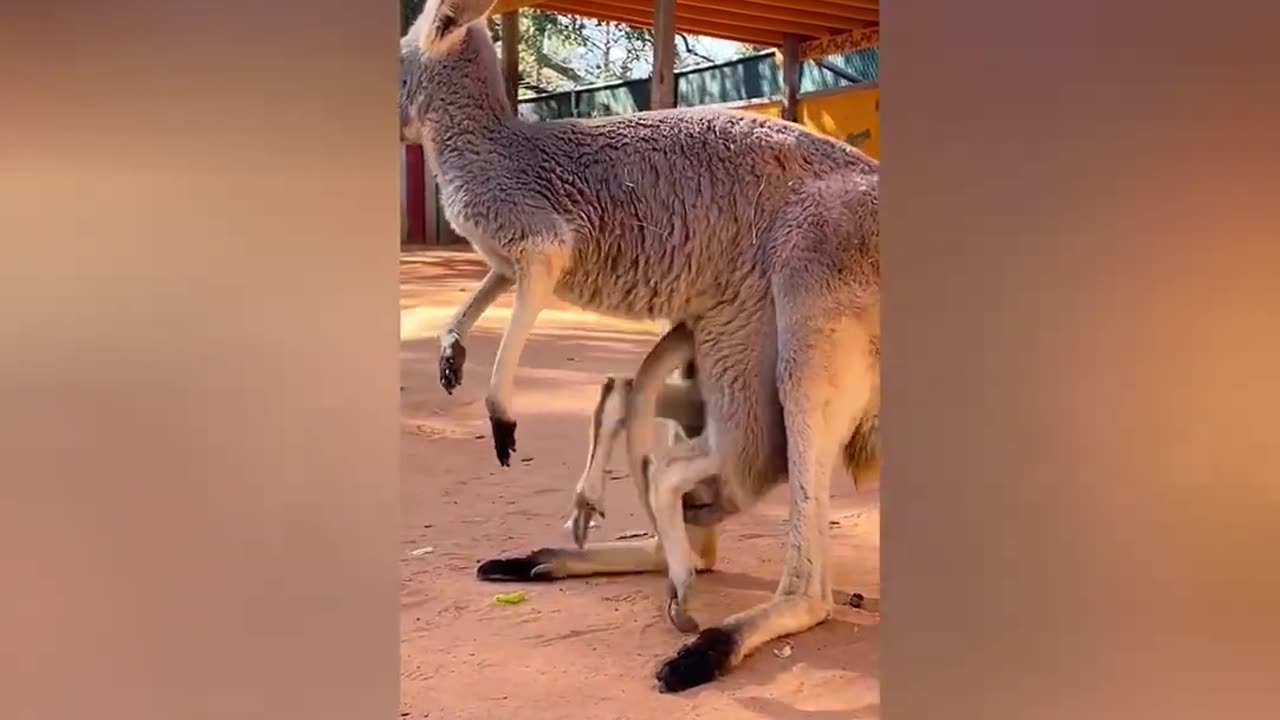 Best Funny Animal Videos 2023 THE BEST CUTE AND FUNNY ANIMAL