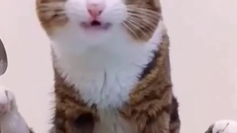 Nyam nyam nyaaam