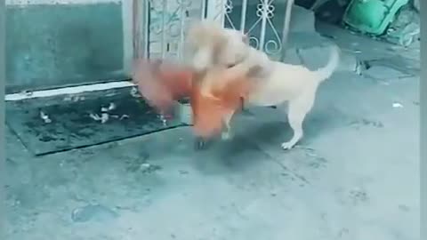 Street Fight - Dogs VS Chickens 😱