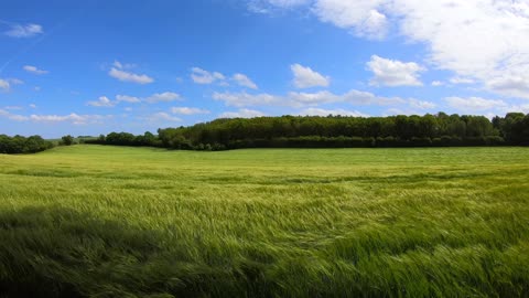 Scenery of Relaxing Farm Field During Daytime