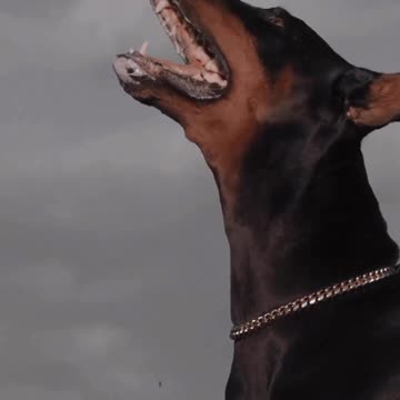Angry Doberman more dangerous than other dogs 🐕