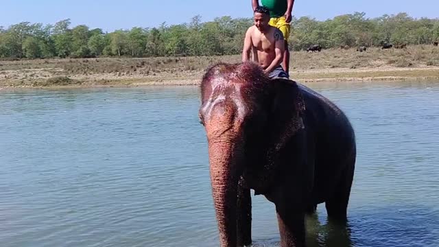 Very nice man bathing on elephant