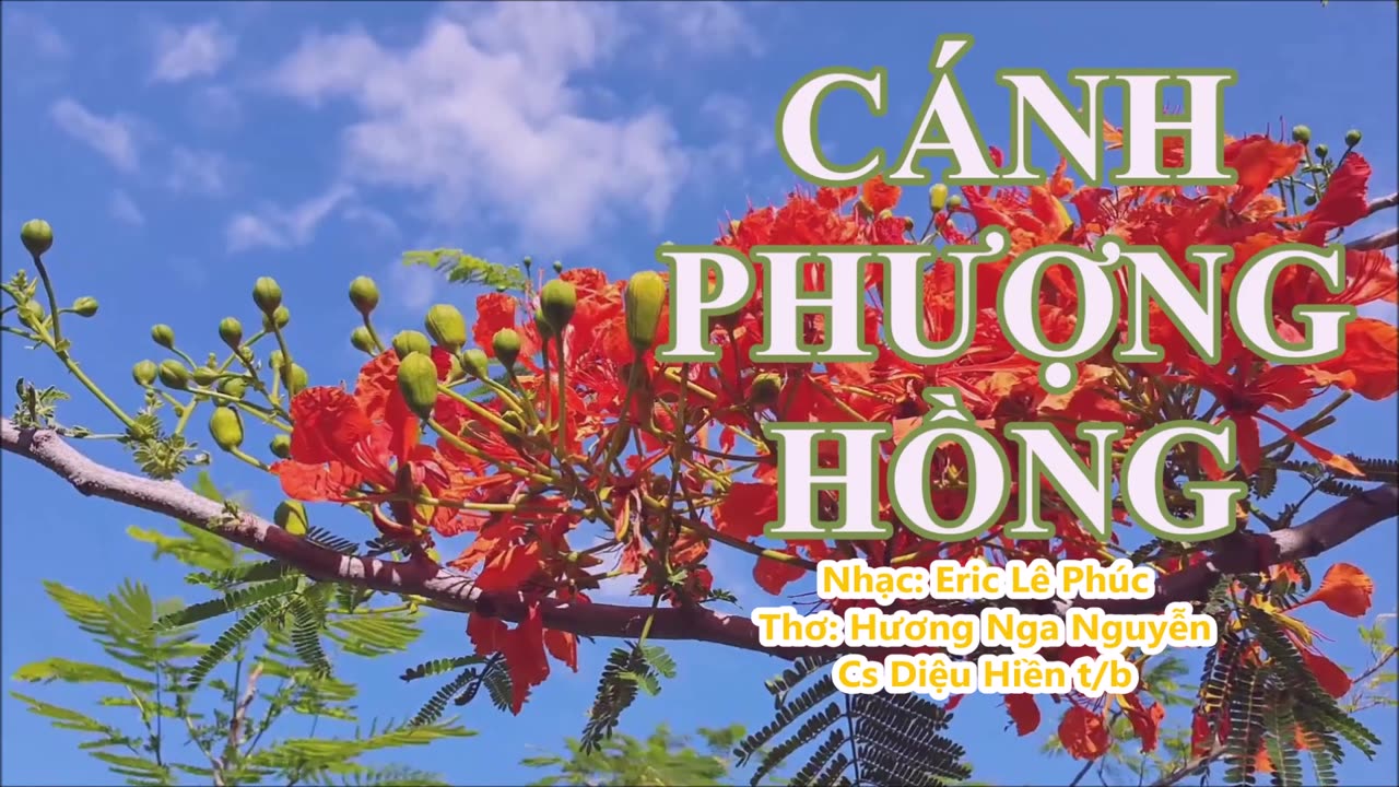 CÁNH PHƯỢNG HỒNG