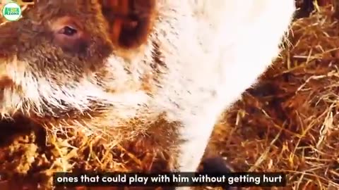He Rescued an Abandoned Puppy. Months Later, He Found Out That It's Not a Dog