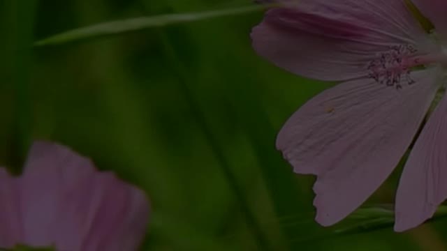 Makes you wake up in the morning | clip 4 #shorts