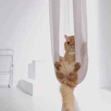 funny cat #kitten #funny #cute #cat #animal