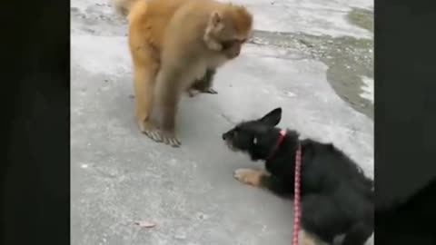 Clever monkey and naughty dog