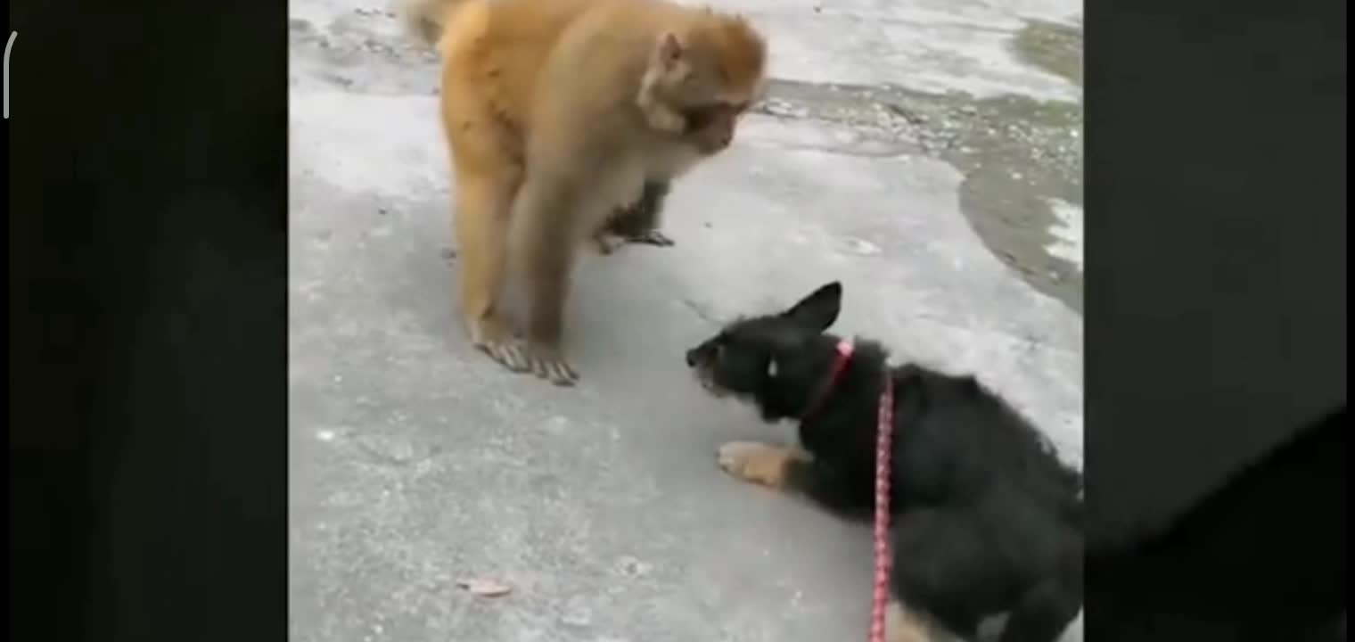 Clever monkey and naughty dog