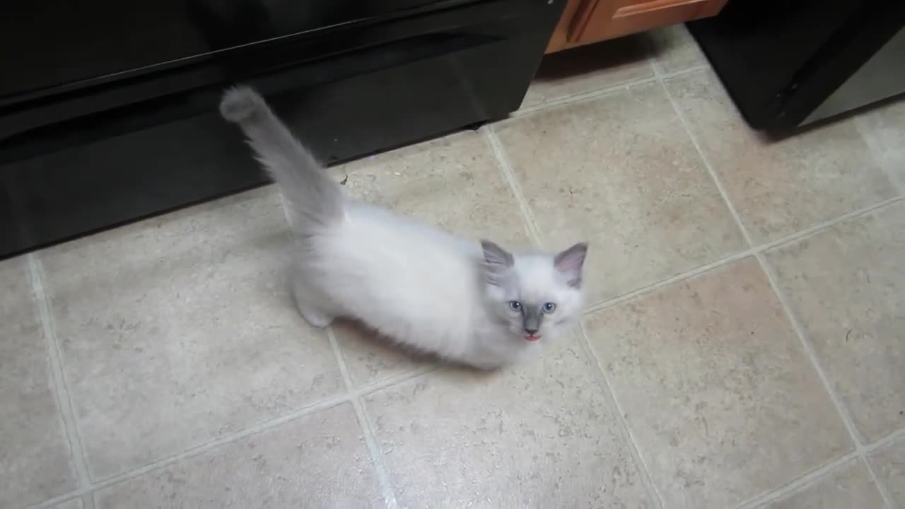 Best Funny Animal Videos Of The 2023 π€£ - Funniest Cats And Dogs Videos πΊπ