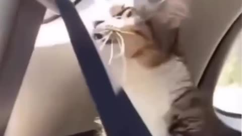 new funny cat,s and dog,s new viral video