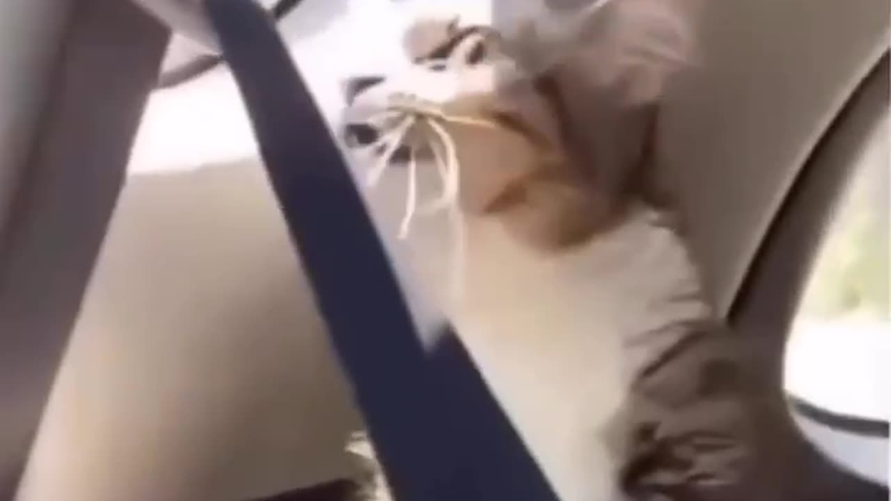 new funny cat,s and dog,s new viral video