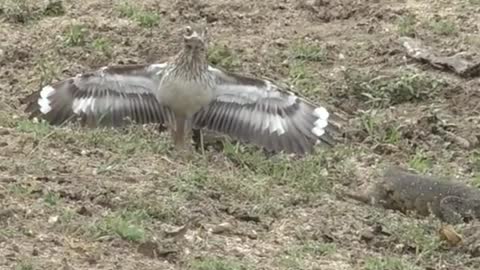 Risking her life for her babies. MOM IS MOM!