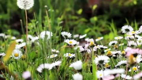 HD_flower_video___Amazing_nature