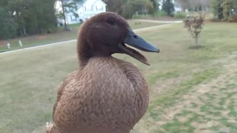 Slow motion quack