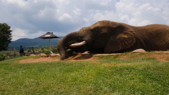 Funny elephant sitting videos