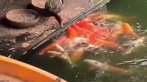 Wholesome video of a bird feeding hungry fish 😲🤗