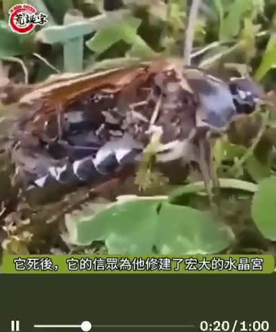 How this insect still alive without the gut