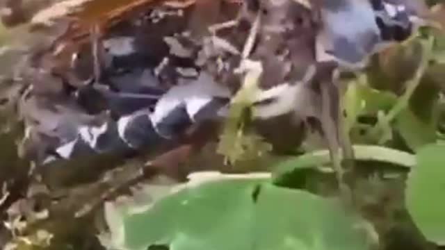 How this insect still alive without the gut