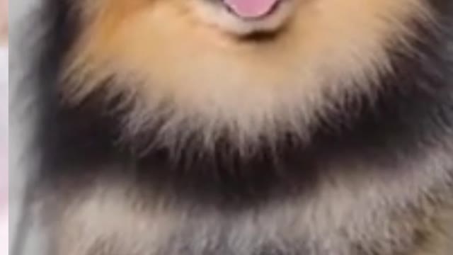 fun Dog #short #video