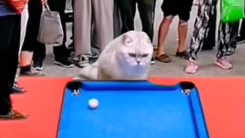 Cat video