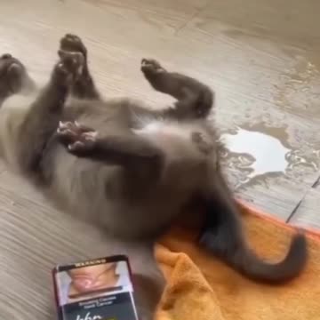 Funny Cat Peeing Videos | Try Not Laugh