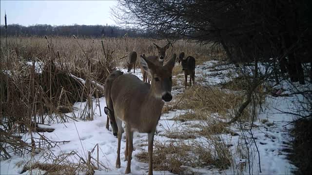 Fred Zeppelin 2022, Lots Of Deer As Bow Season Ends!