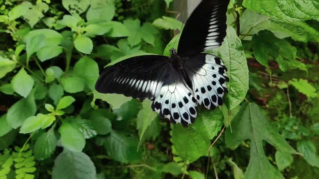 sweet black and white Butterfly