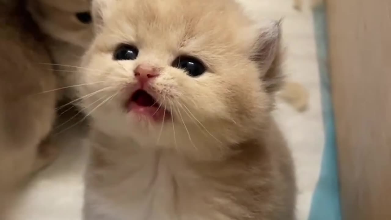 Talkative Kitten