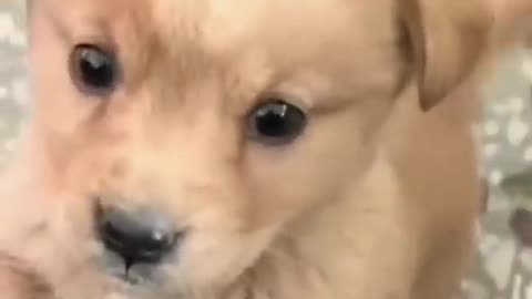 So cute dog video