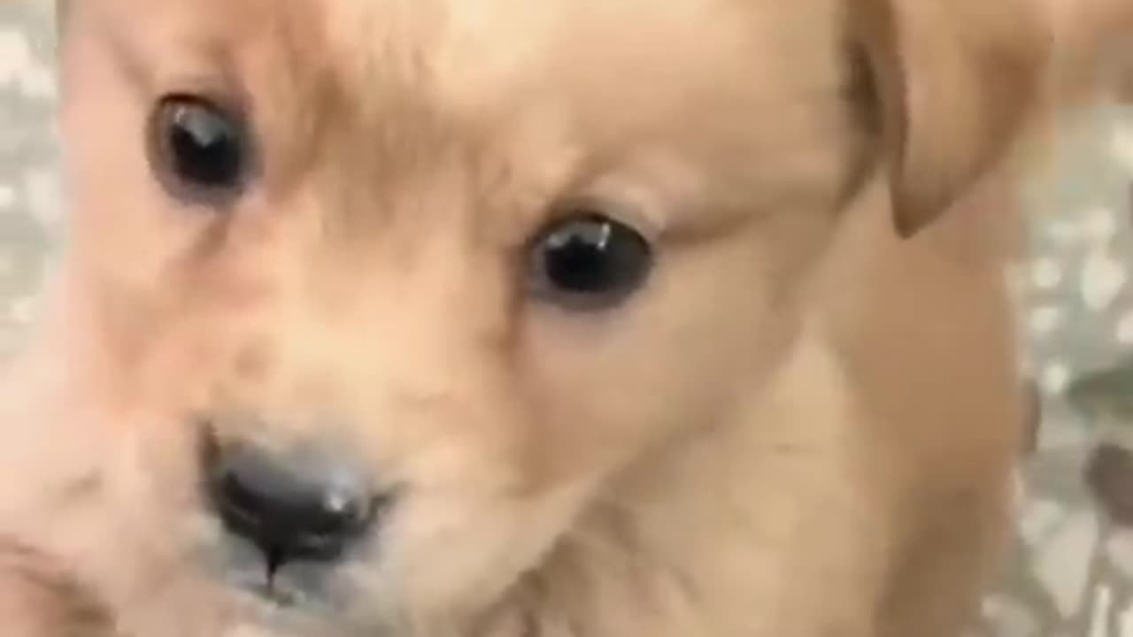 So cute dog video