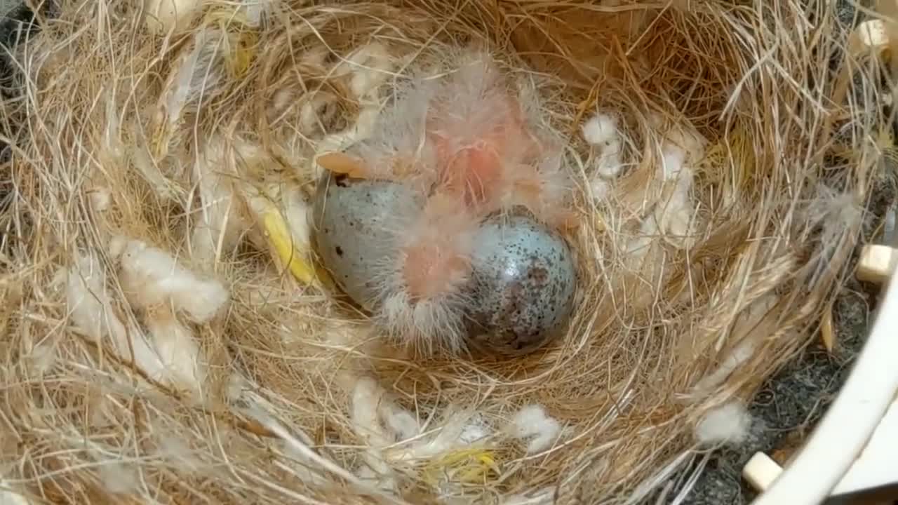 Hand Feeding Baby Birds (Canary & Gouldian Finch)