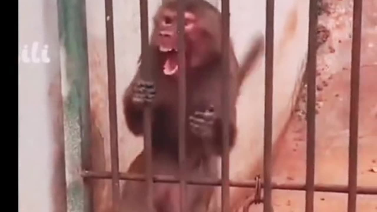 Funny Monkey 🙉🙉🙉🐒🤣.